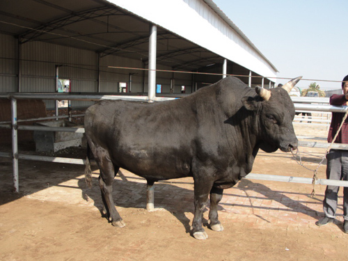 渤海黑牛种公牛