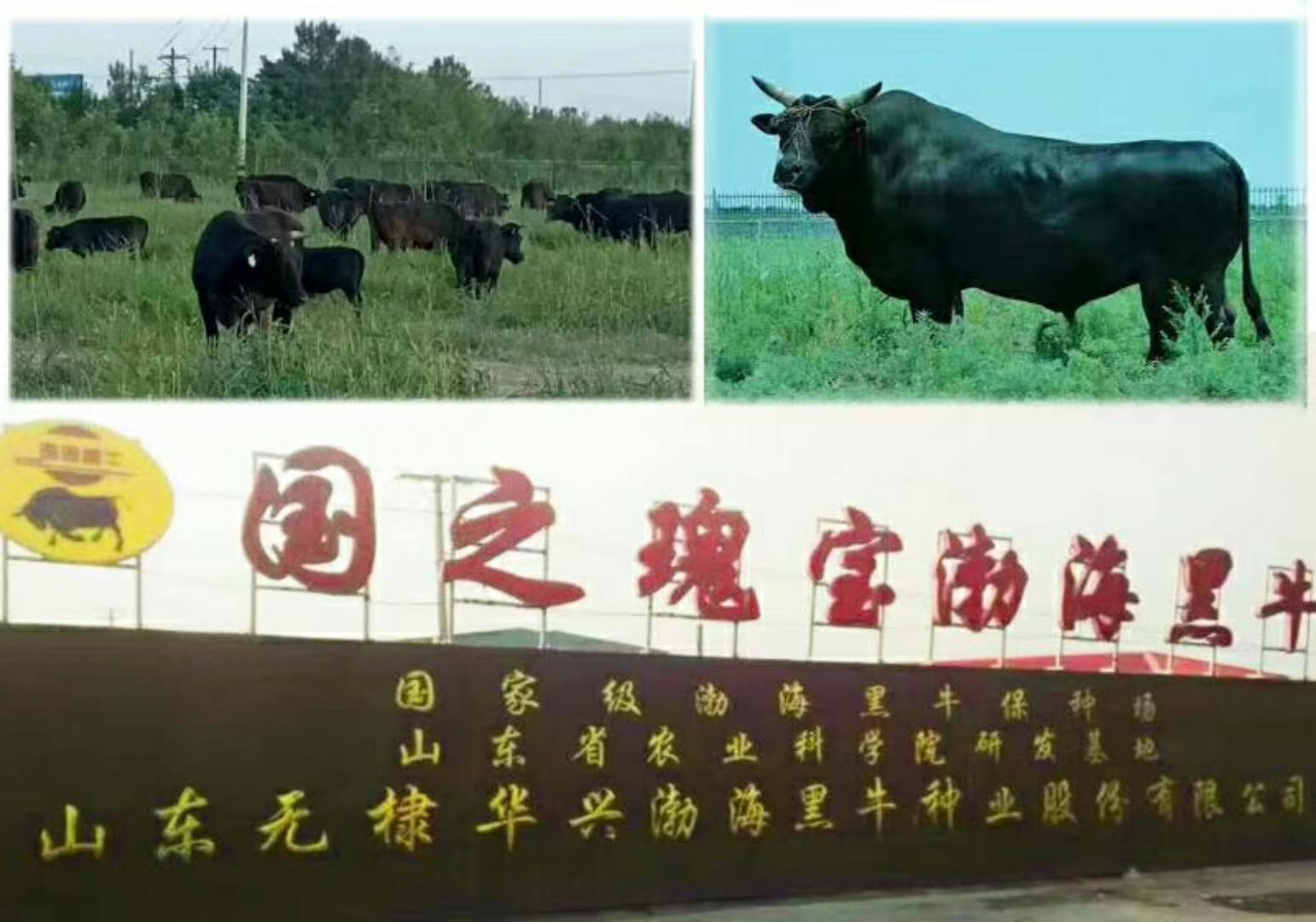 渤海黑牛生產基地
